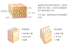 知识科普水媚蛙：“衰老”从眼部开始