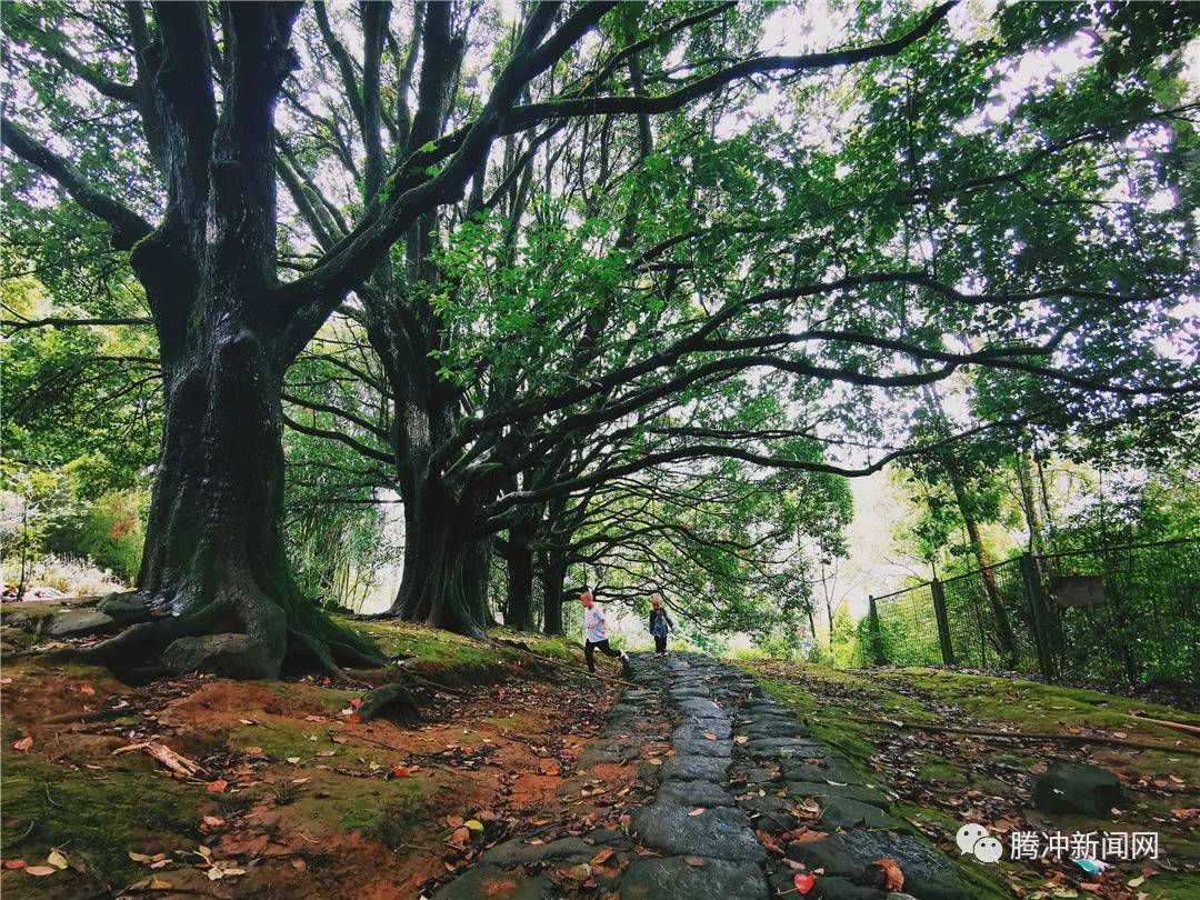 日子|云南腾冲：一林秋色天地远