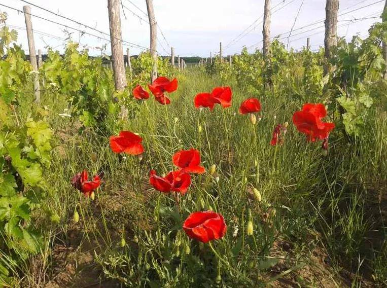 姓名|提到摩国酒庄高端线,这家必须拥有姓名!