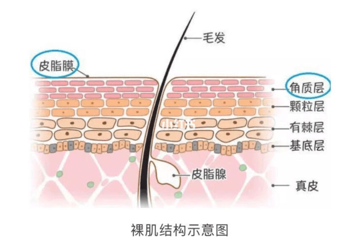 玛鲁拉猛药用多用伤了怎么办？