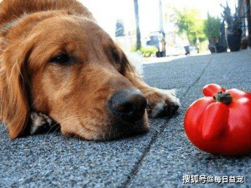 小狗吃西红柿会怎么样