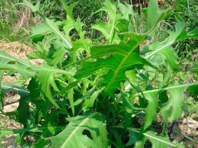 原创一种植物野菜"山莴苣,野生的10元一斤,大棚种植能赚钱吗?