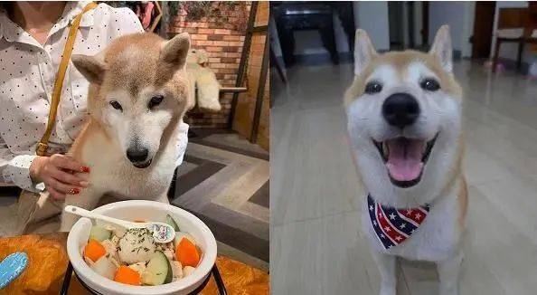老年痴呆狗每天「被卡住」，大哭向主人求救，主人：老了也是寶貝 萌趣萌寵 第8张
