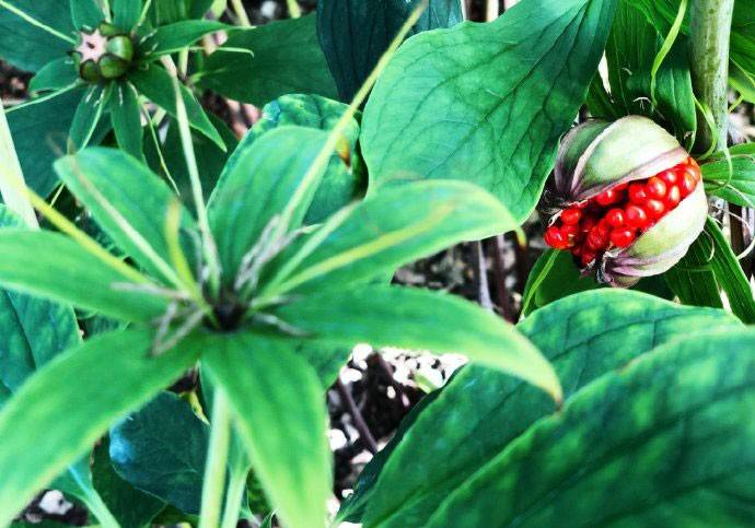 状态|云南白药携手人民数据，对国民亚健康状态进行深入调查！