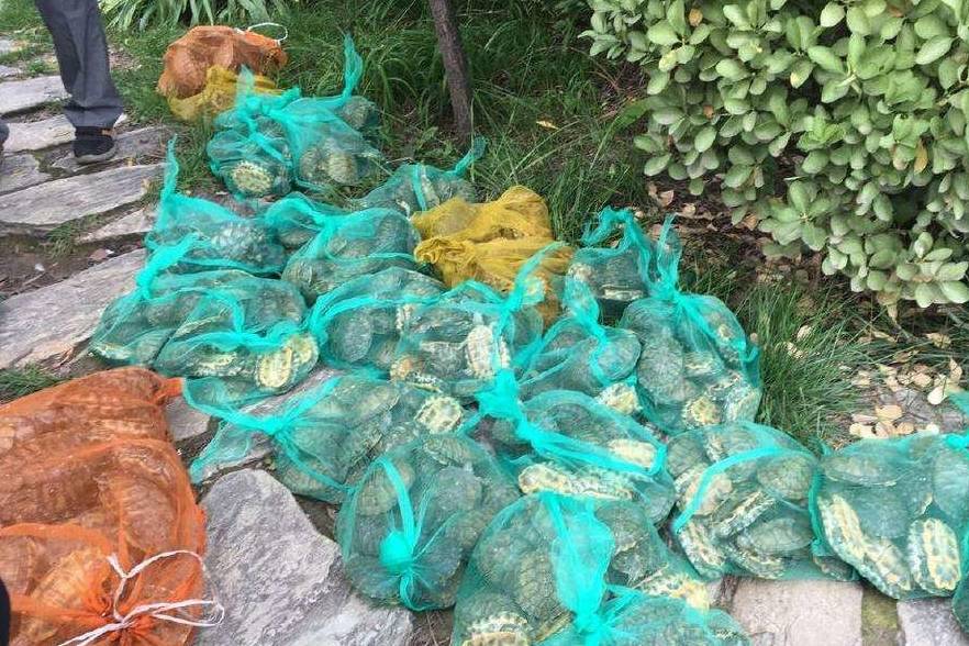 中国生物入侵排行榜_这个入侵物种国际排名第4,来到我国却成为保护对象,现在一斤480