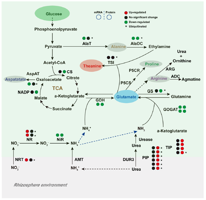 利用tmt蛋白质组学,泛素化蛋白质组学喜发农林科学一区top期刊_代谢