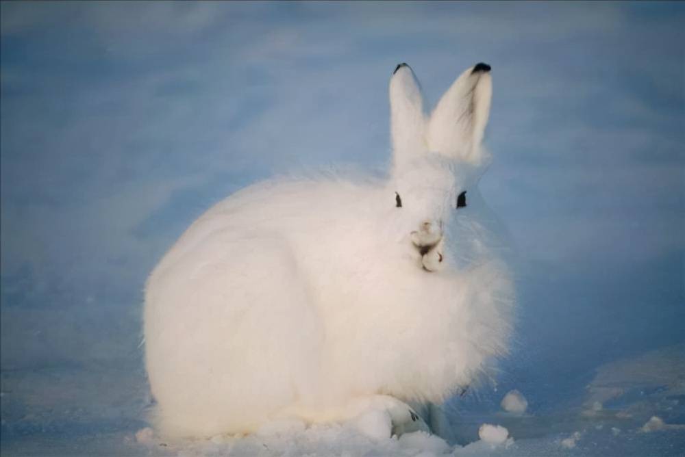 北极兔:北极中最受欢迎的"猎物",却能轻松躲避北极狼的攻击