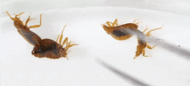 888ebbe8a6f848329a860a5020cf45d2.gif
