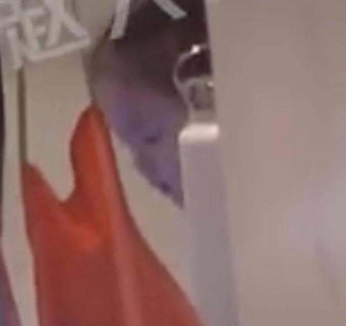 fbdb1f937dbe4acdb06d19c3b91dd14f.jpeg