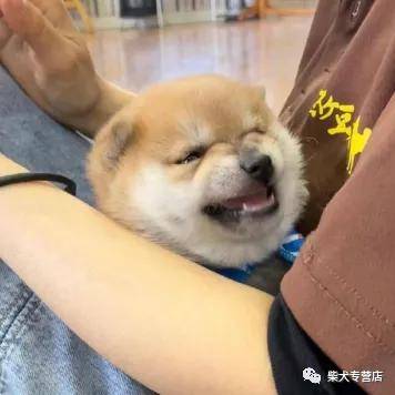 柴犬怎么看纯不纯 纯种柴犬有哪些标准 尾巴 全网搜