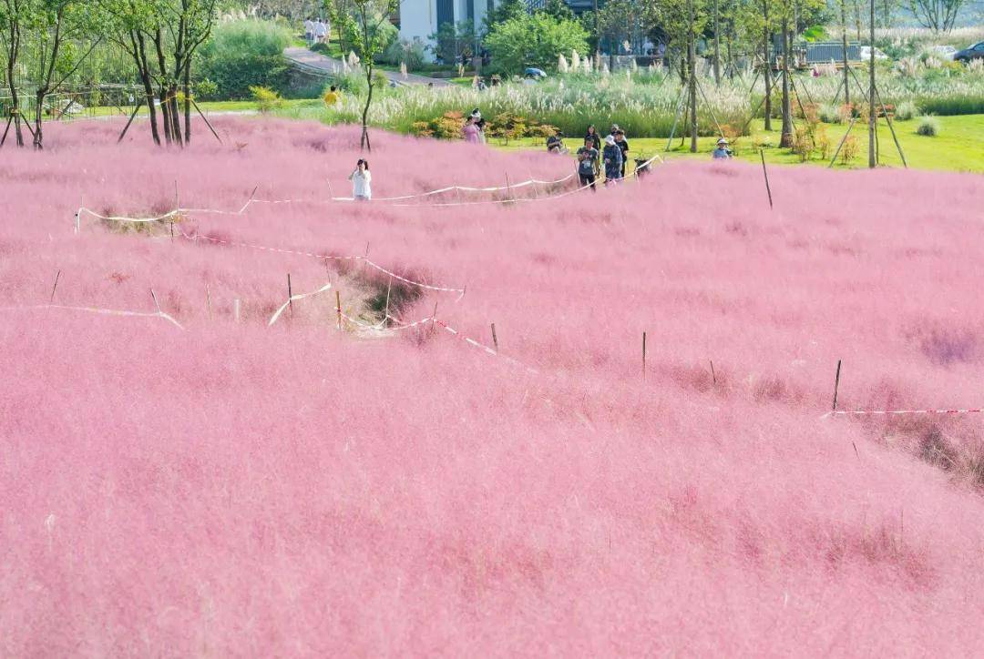 三河村|沙坪坝宝藏打卡地！不仅只有粉红花海，还有诗有景有远方......