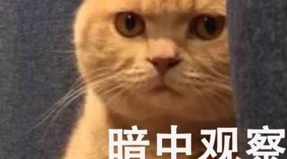 橘猫去公安局避寒,局长撸了一把,竟走上“警花”道路 橘猫去公安局避寒,局长撸了一把,竟走上“警花”道路