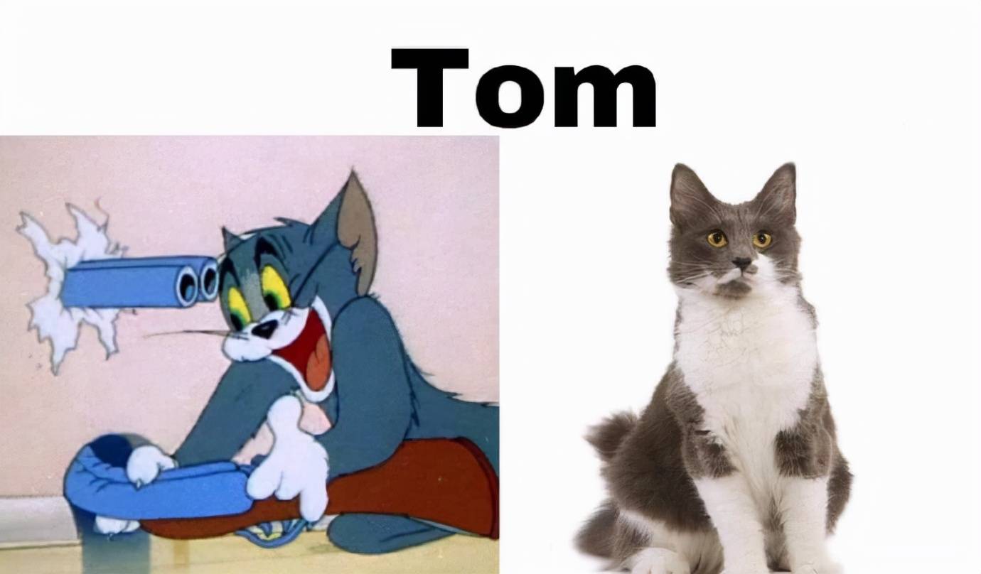 网友分享“真实版”猫和老鼠，汤姆的女神动画内外都好可爱！