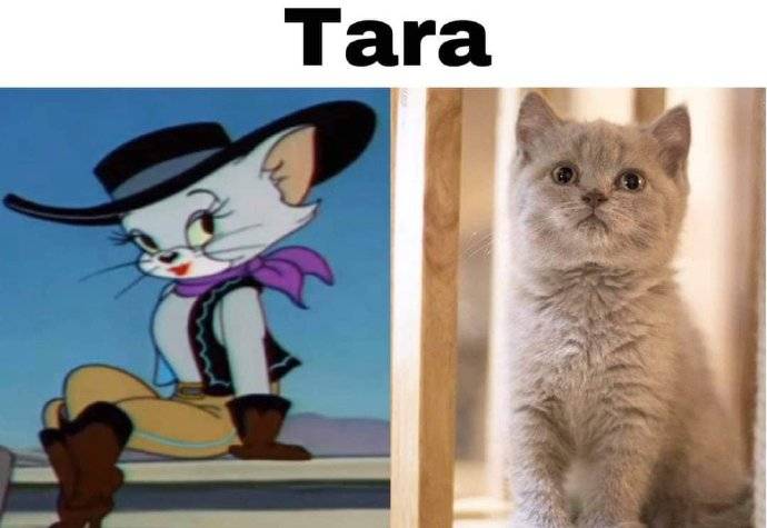 图片[7]-网友分享“真实版”猫和老鼠，汤姆的女神动画内外都好可爱！-魔性次元