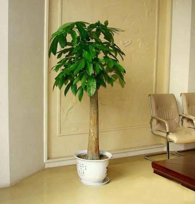 富贵竹几棵比较好 72da07c5faf046ed8f6fc6537e4f2115.jpeg