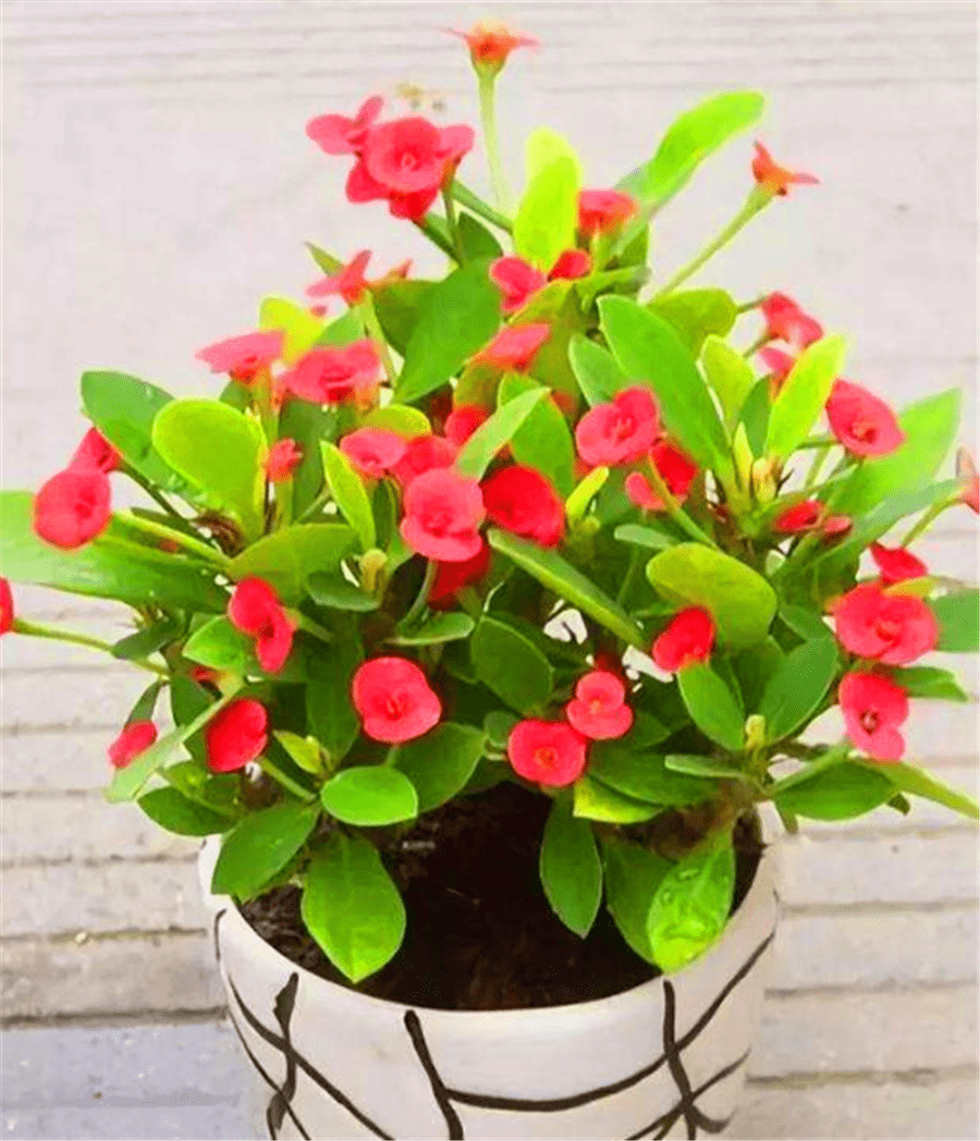 轮流上班花 在全班面前上班花