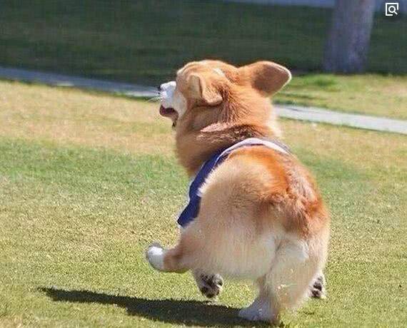 醉人回家未见柯基网友慌了,正着急时走到阳台一看,顿时笑抽了