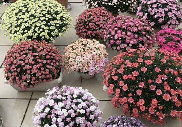 现在可以种什么花种 e2d8b4c532214f3882d1a69f317a8d0e.png