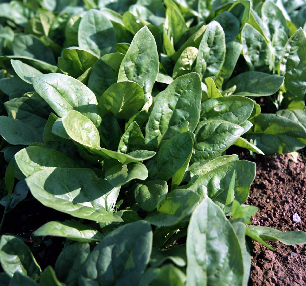 什么时间种小葱最适宜 ecc1b90bbaf34ce6898ecd0ec0c5e882.jpeg