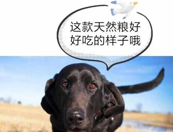 黑色|为什么都说养黑狗好,这5个好处不是人人都能体会到的!