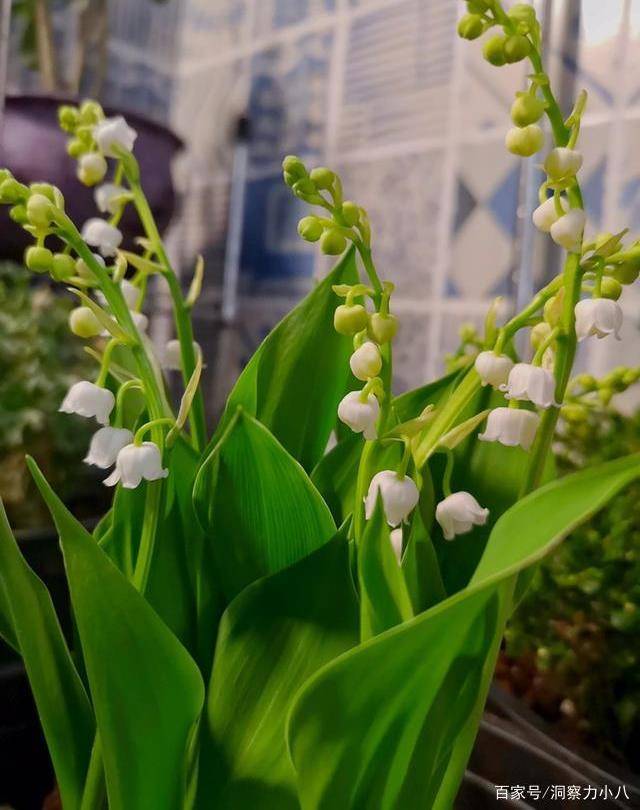 小眾植物 鈴蘭花 花開似一串串風鈴 清香潔白惹人愛 土壤 中國熱點