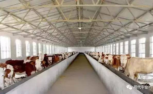 10头牛养牛场牛棚建设规划方案图一