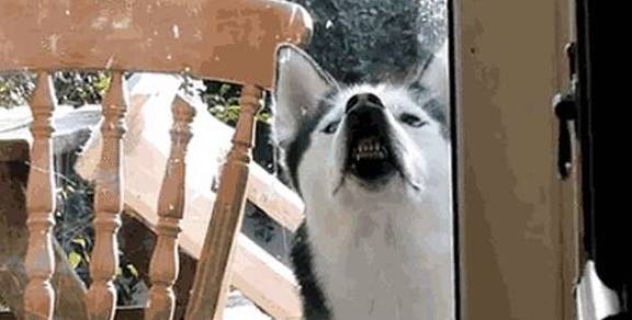 漂亮盘点和二哈结合生下的小狗崽,其中最美的三种,网友:不愧是二哈