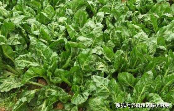 现在能种什么菜了 ad242838d7984ed4a169d3ae28185a05.jpeg