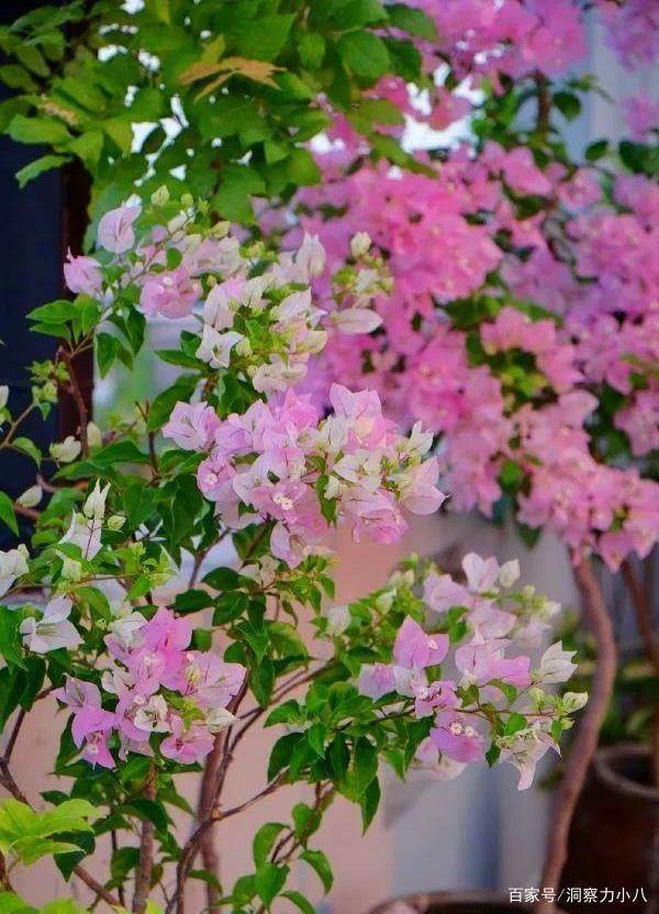 怎样给三角梅配土 b69f675d5621453385deba7c8d4d7b7a.jpeg
