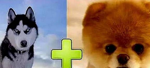 漂亮盘点和二哈结合生下的小狗崽,其中最美的三种,网友:不愧是二哈