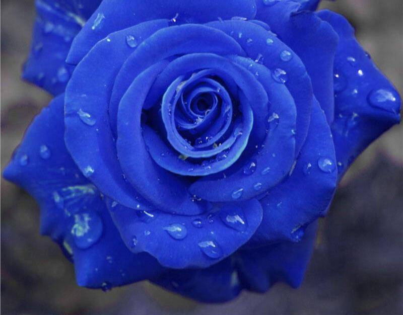 10月养月季 首选 这三种 不惧高温花期长 持续绽放小半季 阳台 新闻时间