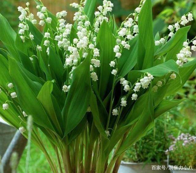 小眾植物 鈴蘭花 花開似一串串風鈴 清香潔白惹人愛 土壤 中國熱點