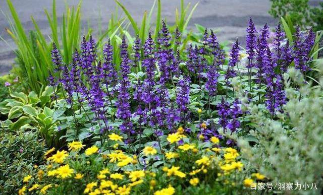 庭院里内种点 薰衣草 花期绽放一片紫色花海 浪漫整个春夏 土壤 全网搜