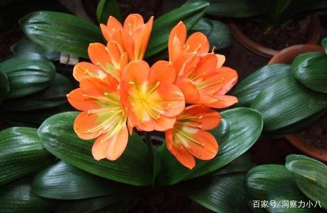 初秋养君子兰 喂它吃这三 垃圾 猛蹿新叶冒花梗 花开小半年 时候