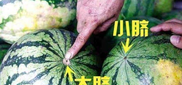 买西瓜怎么判断熟不熟 e70f9a6cf1e54a23b2a0ea8e10161821.jpeg
