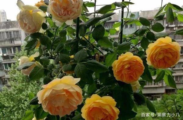 月季怎么浇水才能不烂根 ea5a4ed162954ff58462d1638de74f89.jpeg