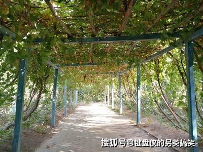 分析|乔治亚内的远古村庄，经研究发现，这里的人6000年前便懂酿酒