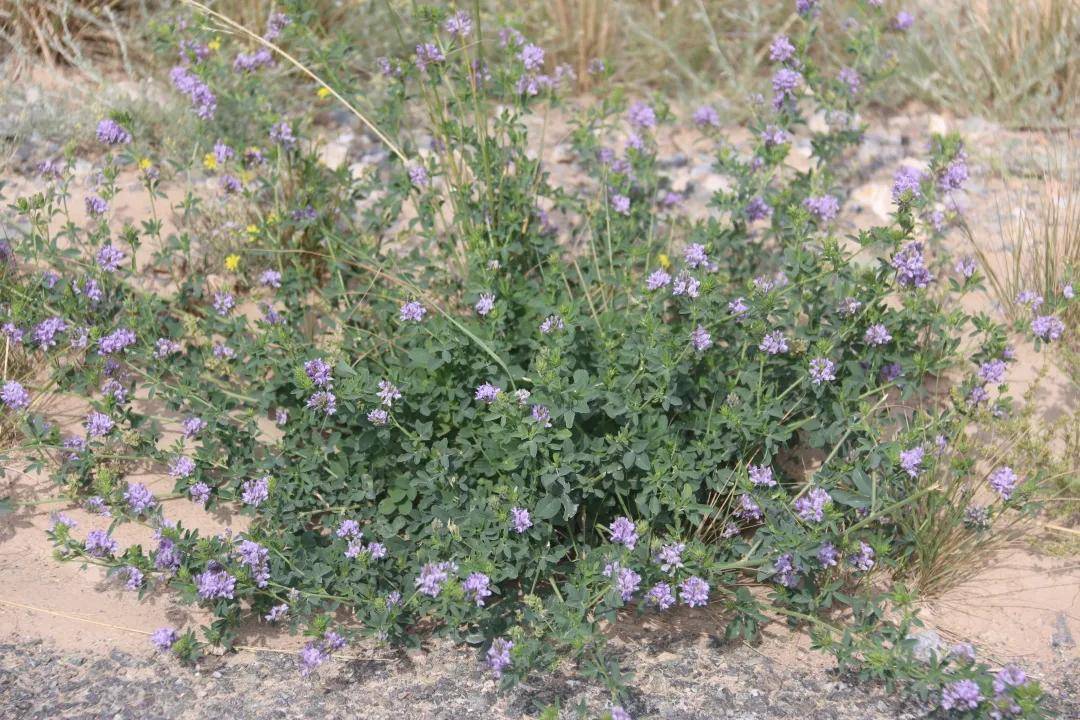 贺兰山科普 紫花苜蓿 植物 全网搜