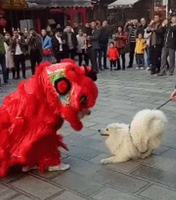 老弟狗子拆家被主人连床带狗扔了出来，狗狗：来啦老弟，一起拆啊！