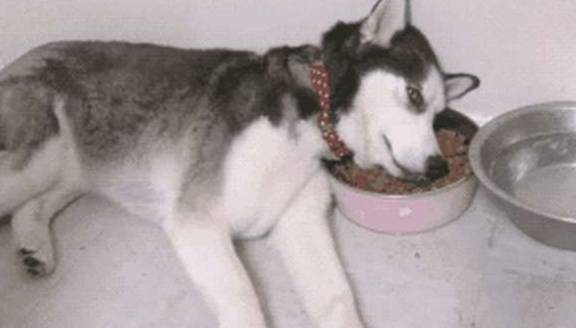 猫咪男子回家路上听到狗乱叫，以为有人偷狗，结果一看画面太尴尬！