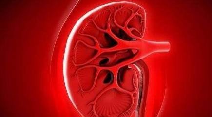 内脏|痛风病人容易得肾结石?3种高嘌呤食物,哪怕再喜欢也劝你少吃