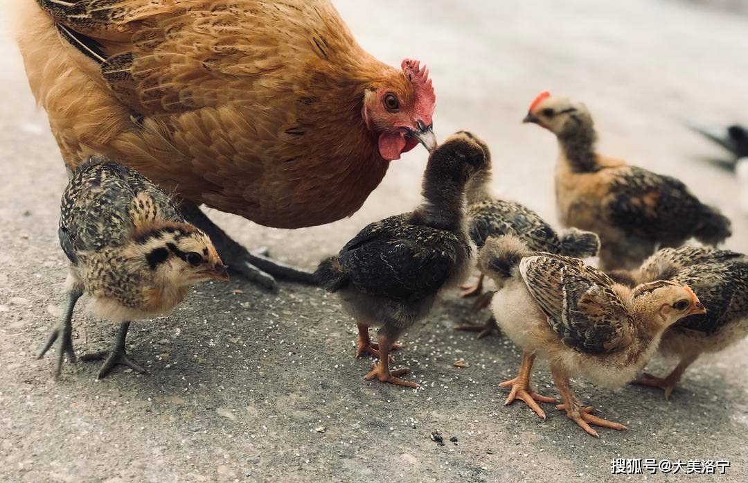 学会了同小鸡抢食,自动钻到老母鸡翅膀下取暖.