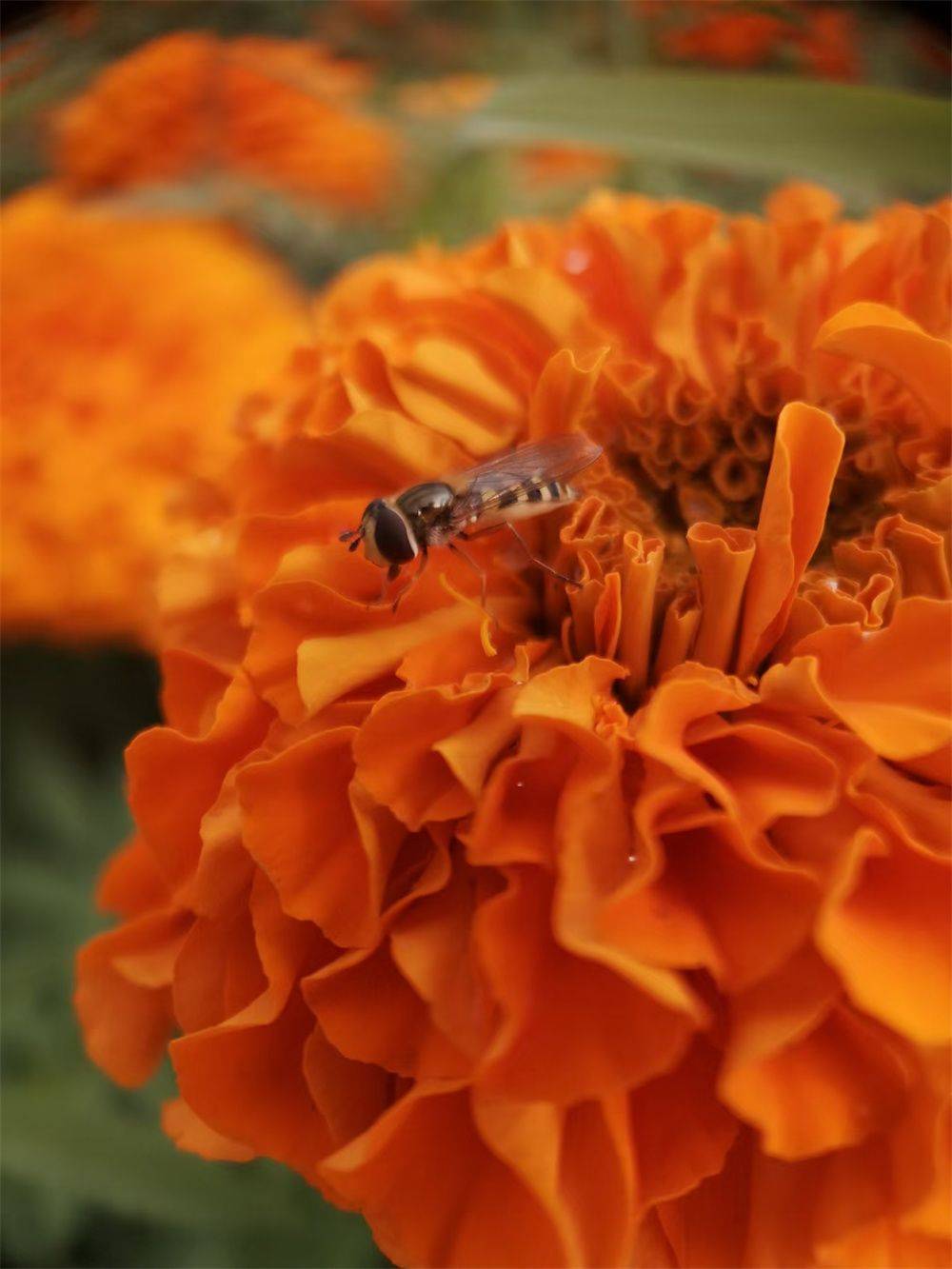 大理赏菊正当时_菊花
