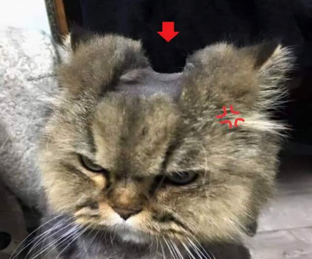 什么笑尿！网红加菲猫模样霸气又潦草，面包脸走出了十级飓风的样子？