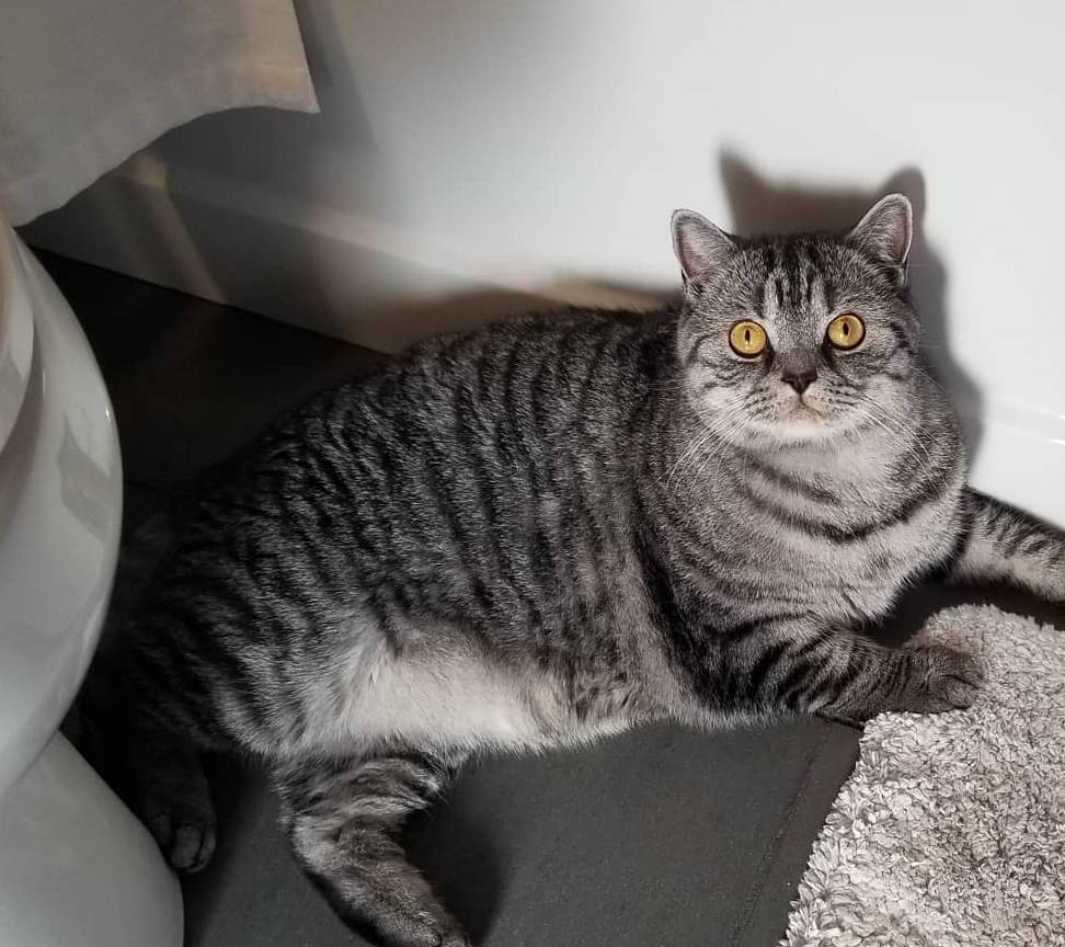 因为养猫一定要理性大于热情，因为未来十几年你都要面对这些麻烦事儿