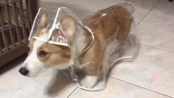 顿无养柯基犬，千万不要对它做这几件事，不利于它的健康！