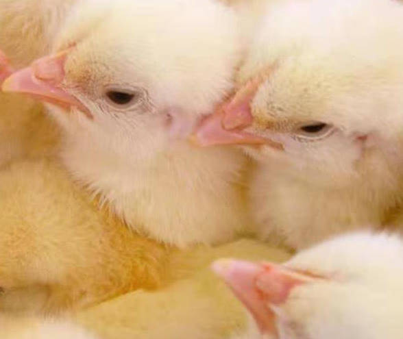 怎么选好吃的鸡 8602e89142a04f99a0f4ea47022befac.jpeg