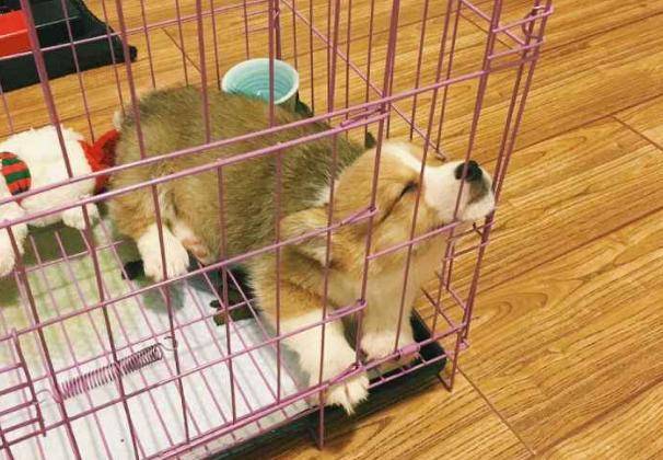 顿无养柯基犬，千万不要对它做这几件事，不利于它的健康！