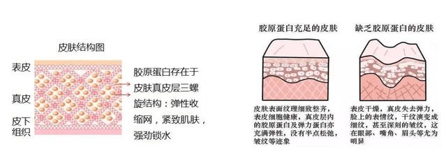 人体吃胶原蛋白的都是傻白甜吗？请看数据说话吧