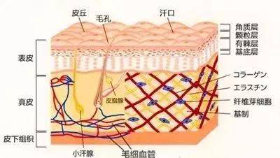 因为苗小仙告诉你皮肤为什么会干？如何补水？